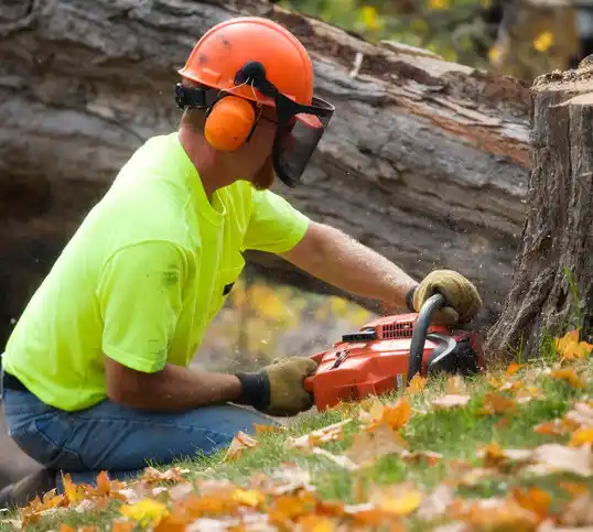 tree services Stony Point